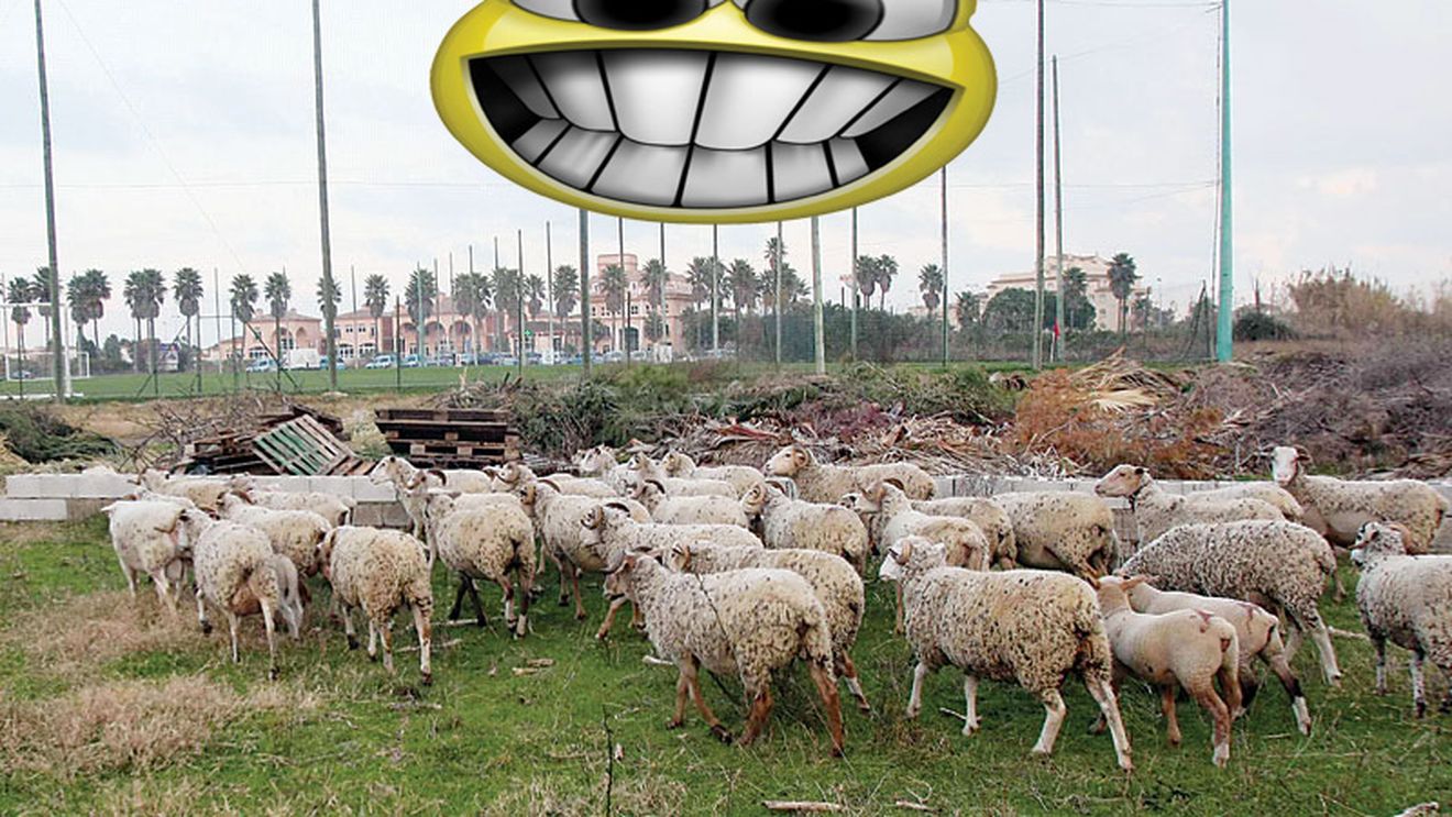 Becali: "Am cumpărat oi, pentru că gândeam ca o mașină! Am făcut numai milioane, milioane!"