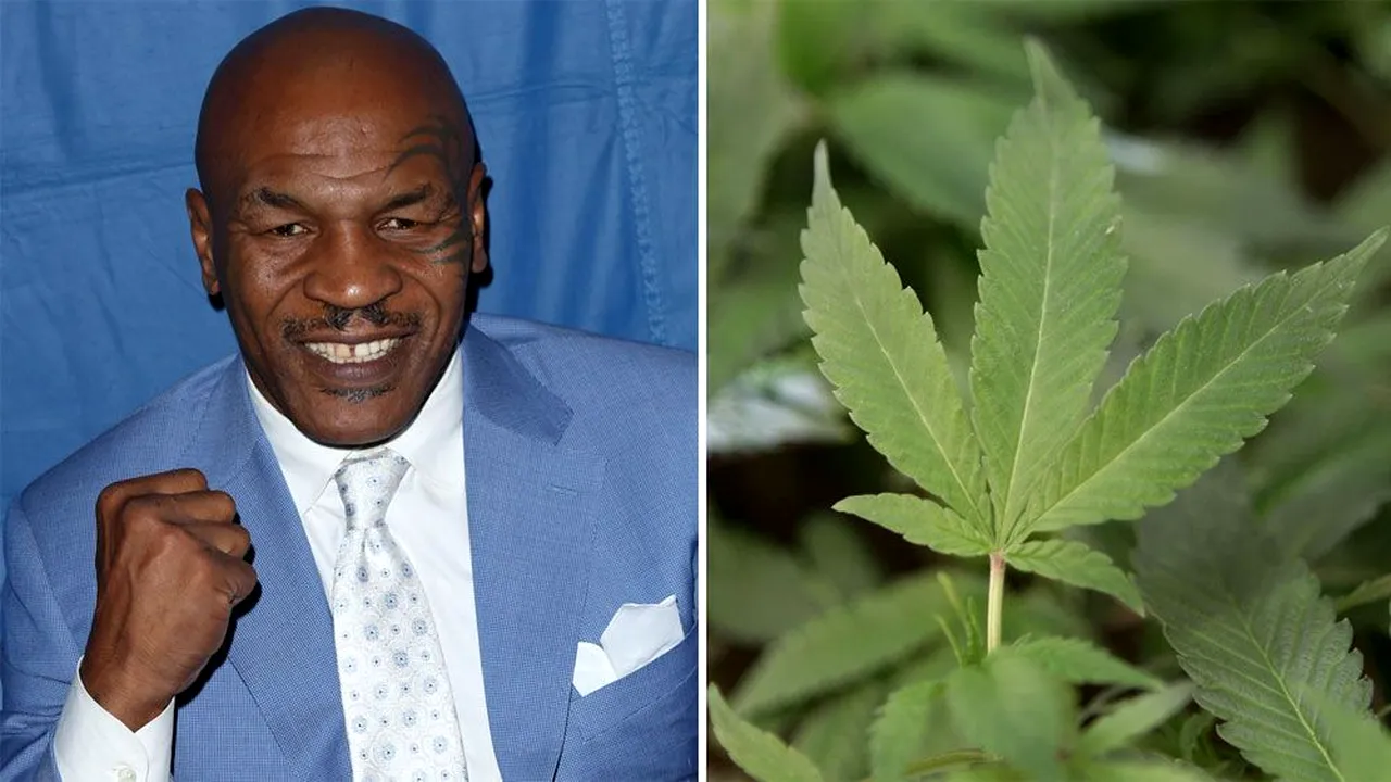 Mike Tyson face afaceri cu marijuana: și-a deschis o fermă de cultivare în California