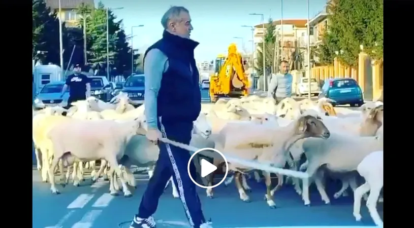 Gigi Becali nu se teme de coronavirus! „Latifundiarul”, filmat din nou în timp ce-și conducea turma de oi prin Pipera! | VIDEO FABULOS