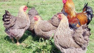 Cel mai tare mercato: Fulham a "transferat" 12 găini!** Motivul pentru care clubul englez a făcut această achiziție :)