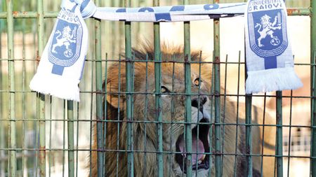 Cine e leul? Răspunsul în etapa a doua!