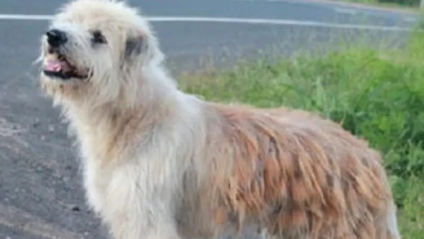 Povestea emoționantă a câinelui care și-a așteptat stăpânii să se întoarcă, în același loc, 4 ani! Ce s-a întâmplat cu el