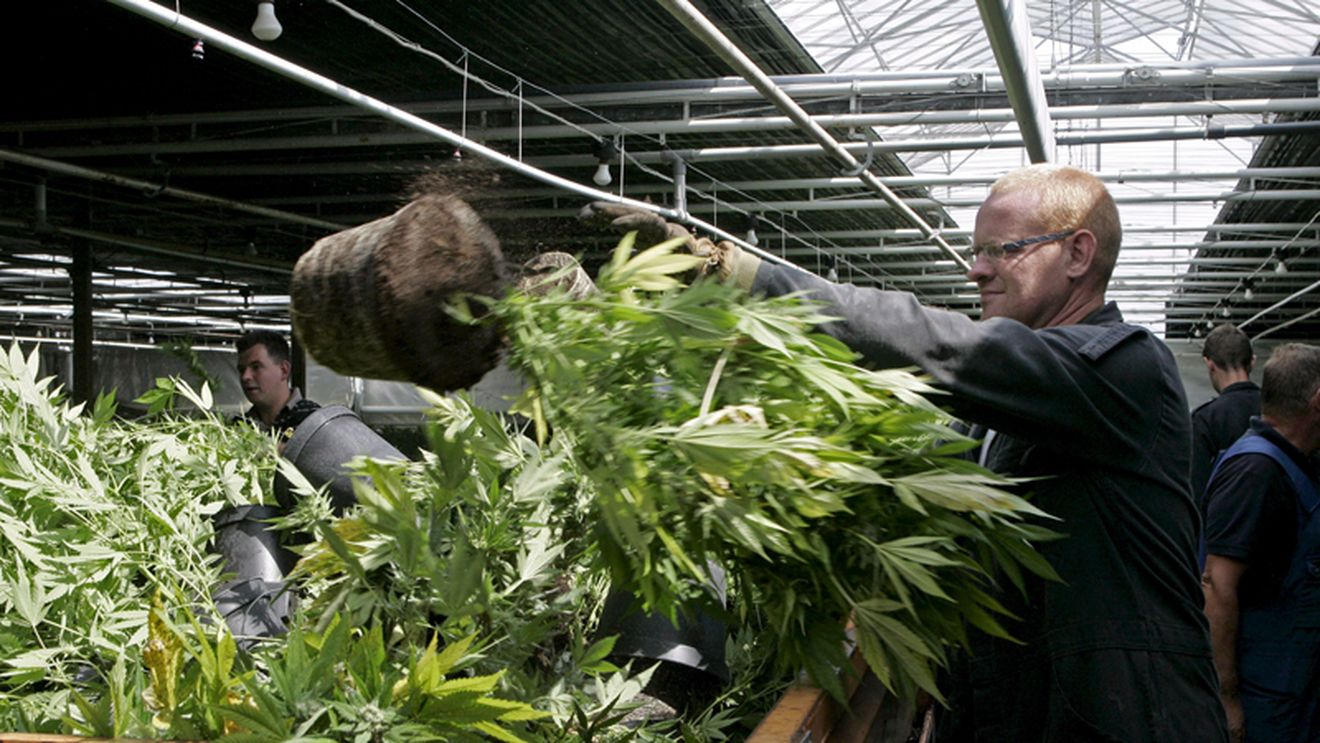 Un fotbalist olandez are o plantație de canabis