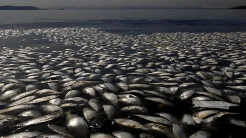 VIDEO | Pericol de moarte în golful unde se vor desfășura probele nautice la Olimpiadă. Poluarea extremă a ucis mii de pești în ultimele zile. CIO declanșează o anchetă. Românii calificați în probe nautice