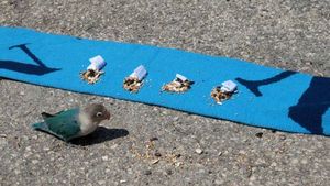 FOTO **"Profetul" Paul, varianta cu pene! Vezi ce a prezis papagalul Paoluccio :)!