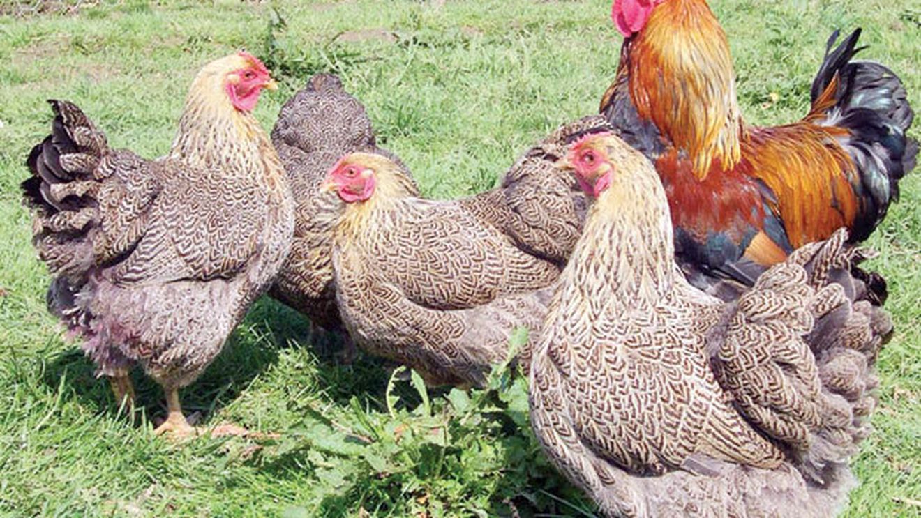 Cel mai tare mercato: Fulham a "transferat" 12 găini!** Motivul pentru care clubul englez a făcut această achiziție :)