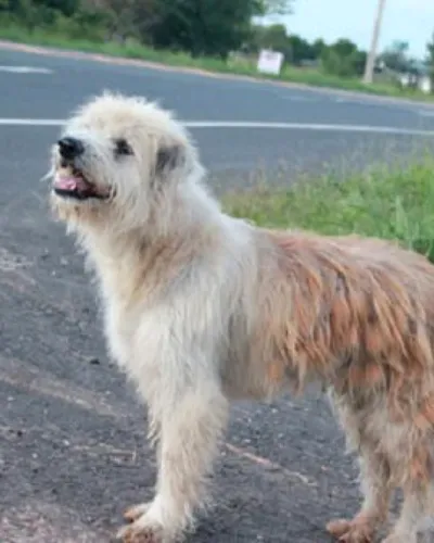 Povestea emoționantă a câinelui care și-a așteptat stăpânii să se întoarcă, în același loc, 4 ani! Ce s-a întâmplat cu el