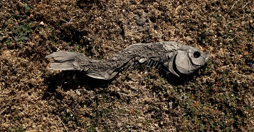 Ne rugăm la Dumnezeu pentru apă. Țara afectată de cea mai severă secetă din ultimii 13 ani