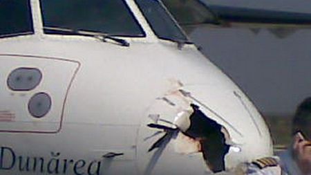 Ieșenii i-au ironizat pe câini! **„Vă e frică de berze?"