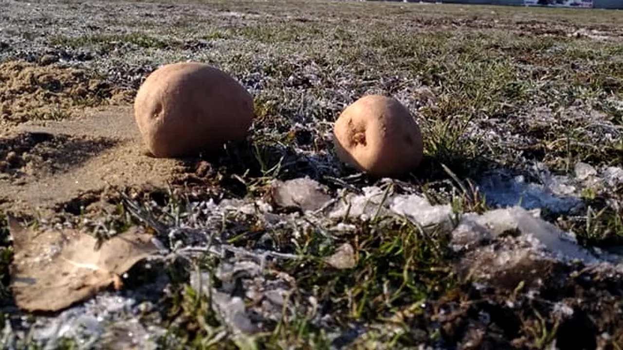 Cartofii au răsărit pe teren, jucătorii au făcut slalom printre roabele cu nisip la încălzire! FOTO | De unde vin imaginile incredibile chiar și pentru fotbalul românesc: 