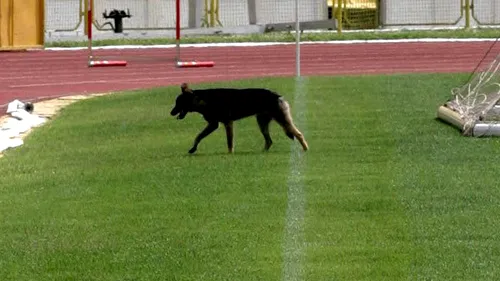 Invazia animalelor!** Un episod șocant cu un câine intrat pe teren!** Un portar a renunțat la fotbal, după ce a fost mușcat de genunchi