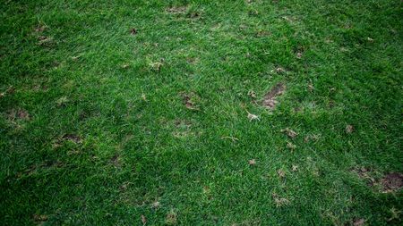 Asta este vestea pe care noul antrenor al lui Dinamo n-ar fi vrut să o audă! Cum poate să arate gazonul pe care „câinii” caută abia a treia victorie în Superliga. FOTO EXCLUSIV