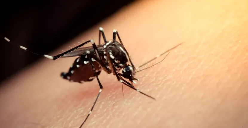 Oamenii de știință avertizează. Virusul Zika poate produce o epidemie globală
