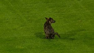 FOTO: Faza zilei în Cupa României!** Un cățel a intrat pe gazon și a lăsat un "suvenir!" :)) Să fie cu noroc înainte de derby?