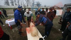 FOTO** Pandurii au tăiat porcul "retrogradării"