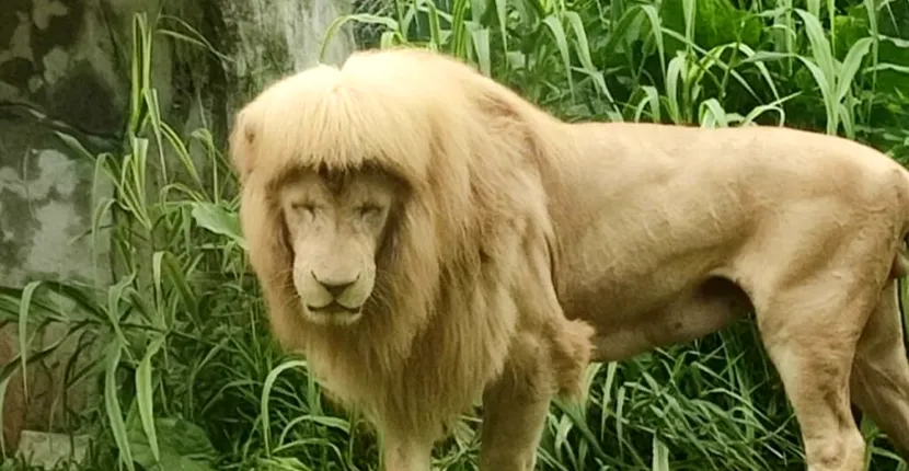 Un leu a devenit faimos după ce îngrijitorii unui parc zoo i-au făcut breton
