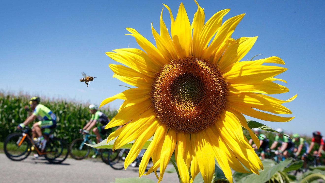 IMAGINEA ZILEI | Albina și furnicile: momentul în care Turul Franței devine nesemnificativ într-un câmp de floarea soarelui 