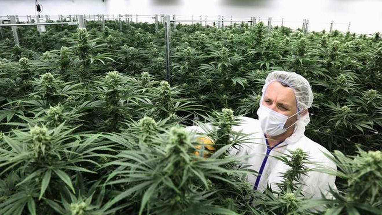 150 de sportivi cer WADA să elimine canabisul de pe lista substanțelor interzise