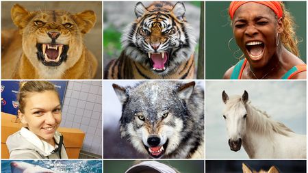 WTA Planet. Victoria Șarapovei în fața Simonei Halep l-a inspirat pe un analist american: "În absența leoaicei, tigroaica a ieșit în față". Cu ce animal o aseamănă pe Simona Halep