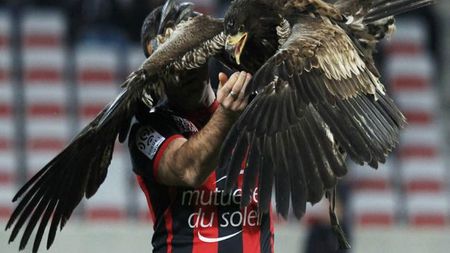 Liga din Franța a interzis zborul vulturului pe stadionul din Nisa. Oficialii clubului și primarul sunt indignați: "Este simbolul nostru"