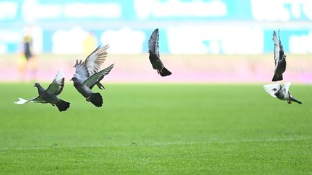 Porumbel salvat în timpul partidei Dinamo - Metaloglobus! Scene fabuloase pe Arena Națională: „Să-l aplaudăm pe Mitică”