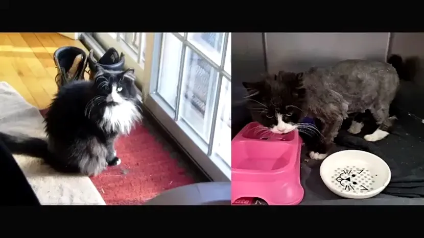 Final fericit! O pisică pierdută din New York s-a reîntâlnit cu stăpânii spanioli 10 ani mai târziu