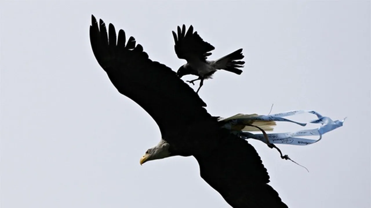 Vulturul lui Lazio a fost atacat de o...cioară