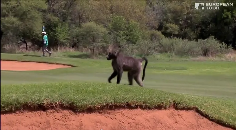 VIDEO | Vine babuinul! Fost lider din golful mondial, pus pe fugă pe traseu de un mascul feroce: 