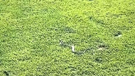 Valeriu Iftime este convins că la Botoșani este invazie de șerpi, după ce Florin Gardoș a filmat unul pe gazonul stadionului. „L-o fi ținut careva în sân”