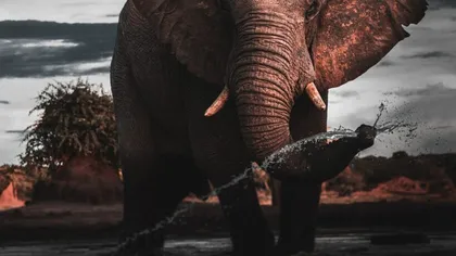 Rămăşiţele unor elefanţi cu o vechime de 12.000 de ani au fost descoperite în Chile