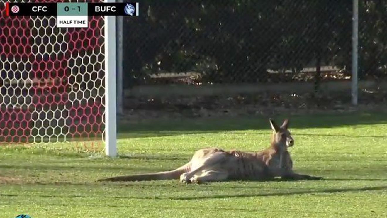 VIDEO | Australienii visează la optimile Campionatului Mondial, dar meciurile din Canberra sunt întrerupte de... canguri