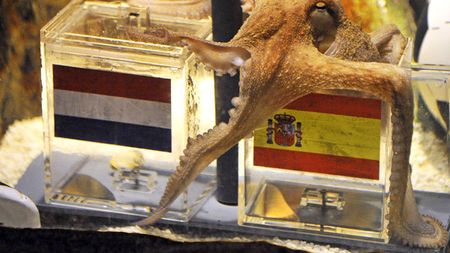 Se caută urmașul "profetului" Paul!** Două caracatițe vor fi puse să ghicească învingătoarea dintre Real și BarÃ§a