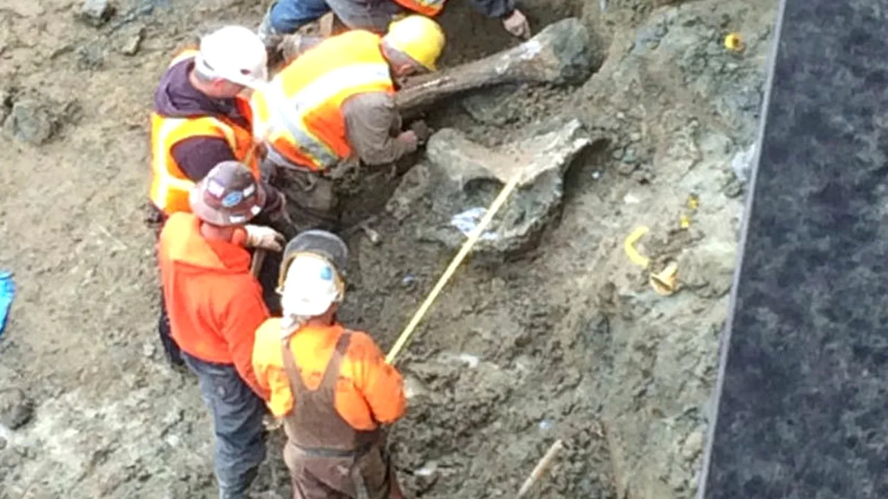 Oseminte de mamut, găsite sub un stadion din Statele Unite ale Americii
