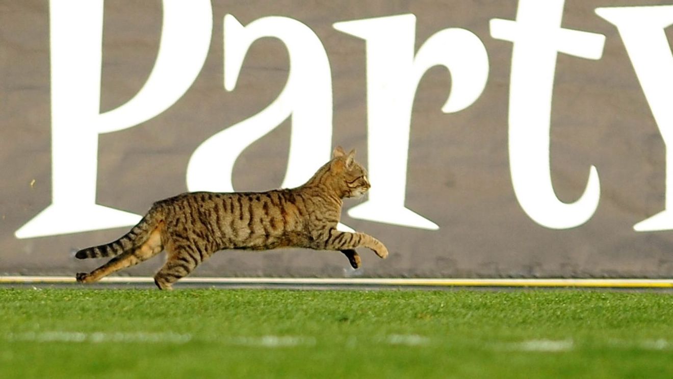 Pentru cine va fi cu ghinion? Înaintea invaziei "câinilor", Arena Națională a fost stăpânită de pisici! Derby-ul Dinamo-FCSB, "periclitat" de o problemă inedită| EXCLUSIV