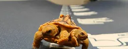O broască țestoasă mutantă cu două capete și șase picioare poate trăi până la 150 de ani. Cum arată cea mai faimoasă reptilă din Olanda