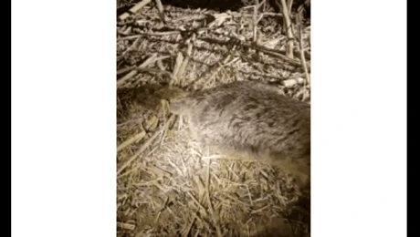 Un animal prădător necunoscut a fost împușcat în Ungaria