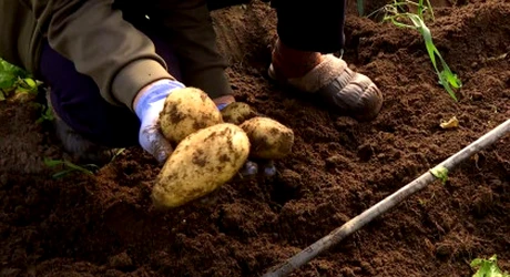 Au apărut primii cartofi noi româneşti, la un preţ de 3 ori mai mare decât cei vechi