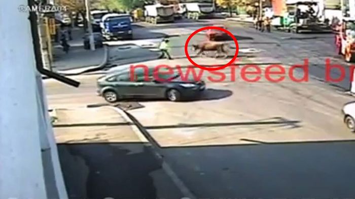 VIDEO INCREDIBIL! Coridă pe străzile Brăilei! Un polițist care dirija circulația a fost lovit de un TAUR