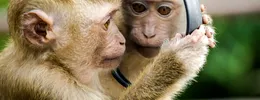 Un studiu avertizează că virusul din maimuțe este “pregătit să infecteze” oamenii