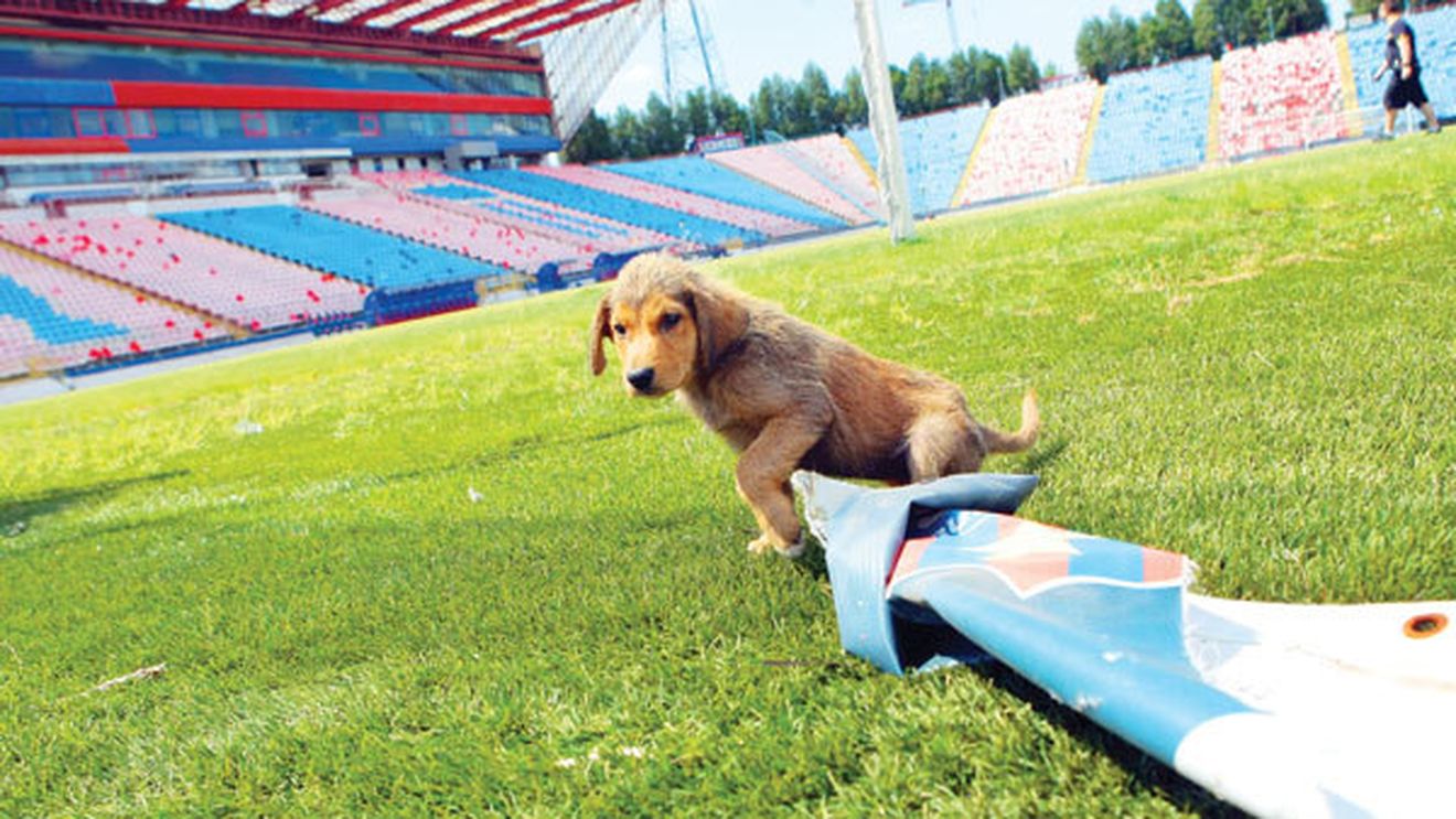 LOVITURĂ‚ de teatru? Steaua s-ar putea întoarce în Ghencea!** Ce mare LEGENDĂ‚ a insistat și unde s-au purtat negocierile