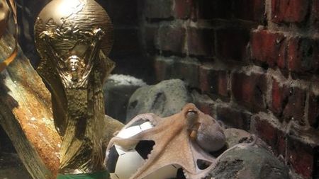 Pa-pa, Paul! Caracatița prezicătoare se "retrage"!