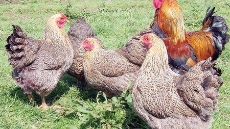 Cel mai tare mercato: Fulham a "transferat" 12 găini!** Motivul pentru care clubul englez a făcut această achiziție :)