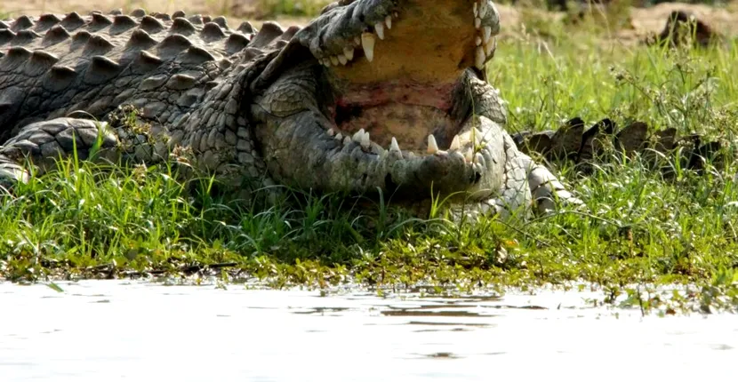 Un primar s-a căsătorit cu un aligator. Reptila a fost îmbrăcată în mireasă