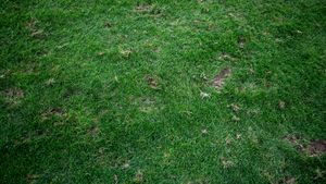 Asta este vestea pe care noul antrenor al lui Dinamo n-ar fi vrut să o audă! Cum poate să arate gazonul pe care „câinii” caută abia a treia victorie în Superliga. FOTO EXCLUSIV