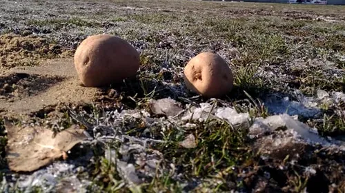 Cartofii au răsărit pe teren, jucătorii au făcut slalom printre roabele cu nisip la încălzire! FOTO | De unde vin imaginile incredibile chiar și pentru fotbalul românesc: „Mulțumim FRF pentru astfel de omologări!”