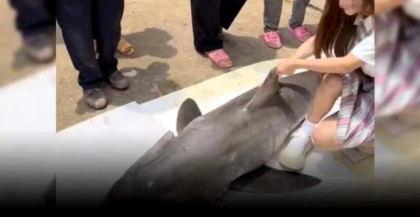 Un vlogger riscă închisoarea după ce a gătit și mâncat un mare rechin alb în direct. ”Este revoltător”