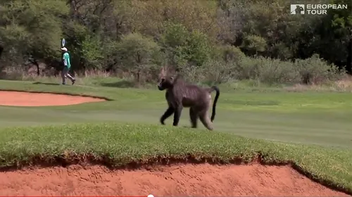 VIDEO | Vine babuinul! Fost lider din golful mondial, pus pe fugă pe traseu de un mascul feroce: „Galopa spre mine”