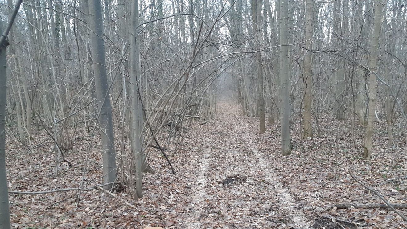 Greșeala fatală pe care o fac soldații ruși care au ocupat orașul Cernobîl! Ce e „Pădurea Roșie” și ce se întâmplă dacă intri în ea