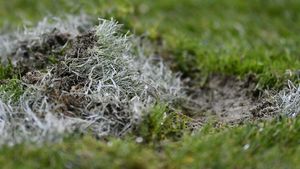 Imagini de la Arena Națională înaintea derby-ului Rapid - Dinamo! Cum se prezintă gazonul după ninsorile care au lovit România