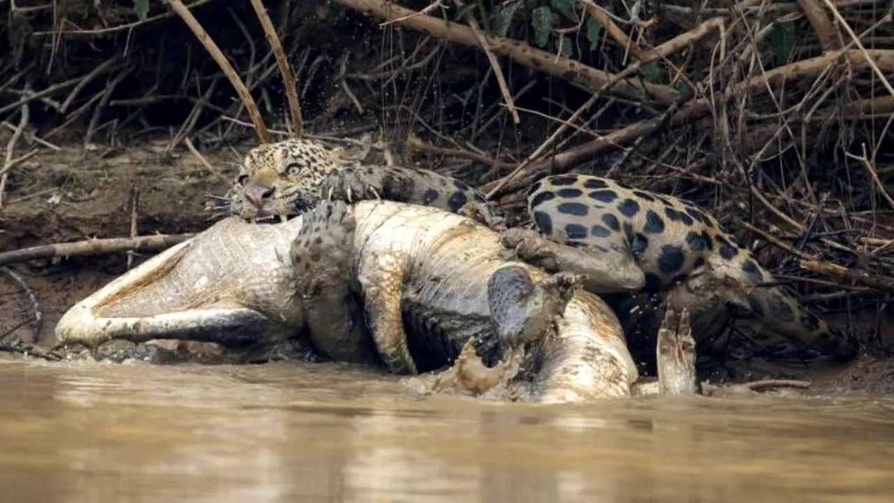 Cele mai brutale lupte pe viaţă şi pe moarte între animale sălbatice! Caiman, atacat de jaguar sau şerpii care se sfâşie între ei fără milă | GALERIE FOTO